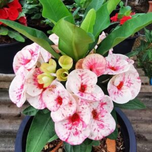 A Pack of 10 plants / Paquete de 10 plantas
