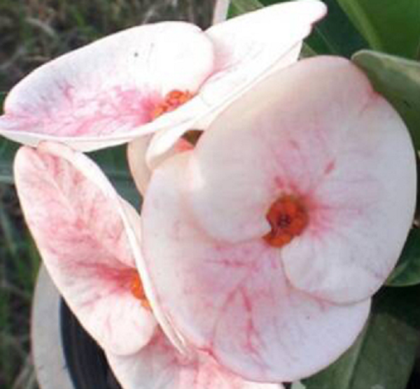 AAA Pack of 100 plants / Paquete de 100 plantas - Image 12