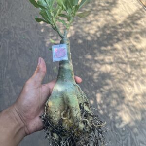 9 pack of Desert Roses