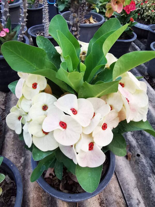 AAA Pack of 100 plants / Paquete de 100 plantas - Image 17