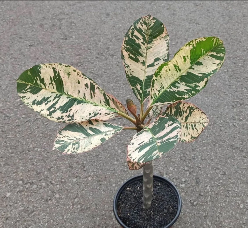 Variegated Plumeria Houston plants