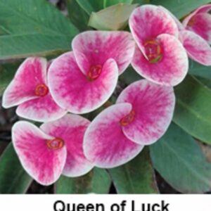 Queen of luck