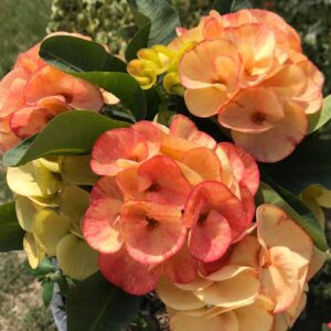 Orange fire