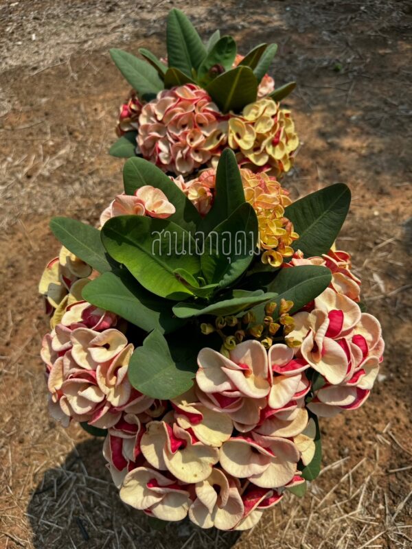 AA. Pack of 25 plants / Paquete de 25 plantas - Image 17