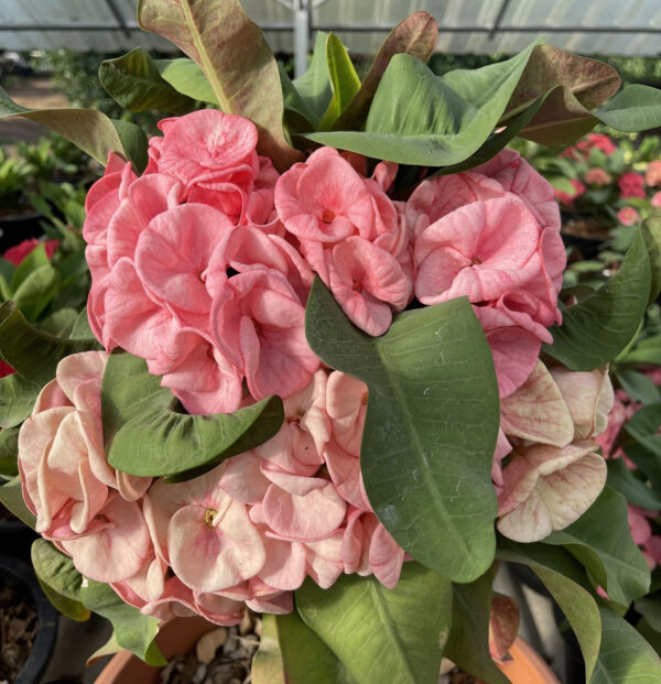 AA. Pack of 25 plants / Paquete de 25 plantas - Image 15
