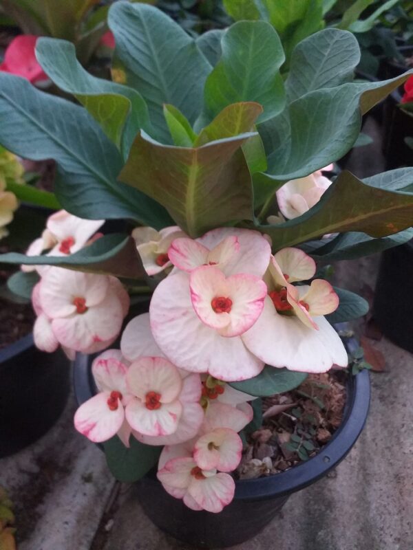 AAA Pack of 100 plants / Paquete de 100 plantas - Image 22