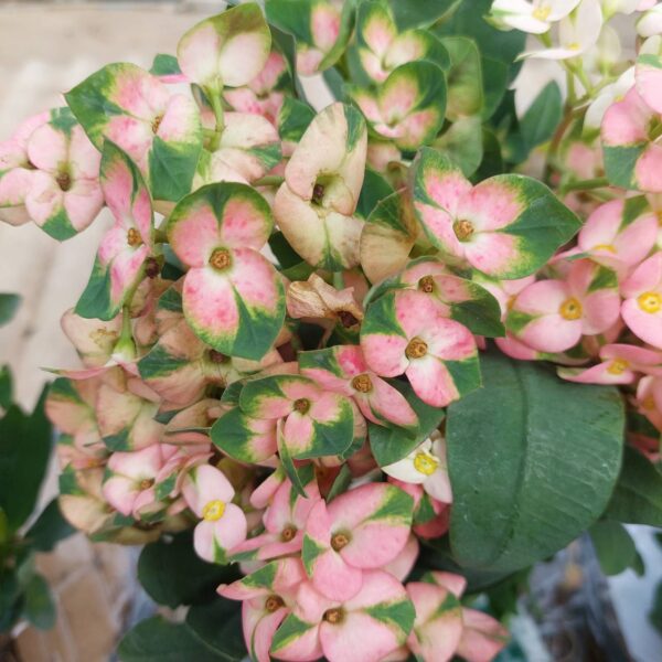 Pink Butterfly