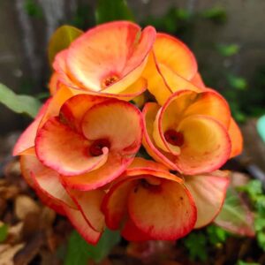 AAA Pack of 100 plants / Paquete de 100 plantas