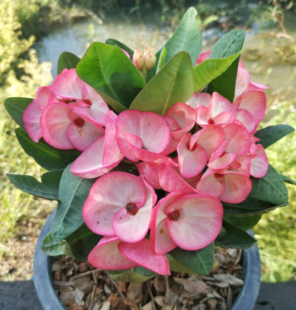 AA. Pack of 25 plants / Paquete de 25 plantas - Image 16