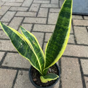 Snake plant collection (3 plants) / Lengua de suegra