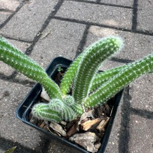 Cactus collection (5 plants)