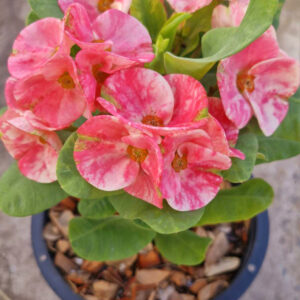 Petch Srirung / Rainbow diamond