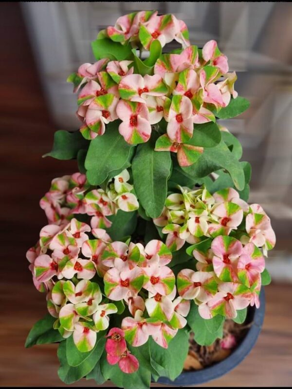 Ratree PDP – Houston plants