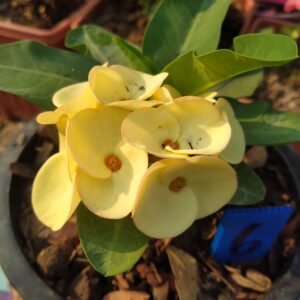 Golden Crown