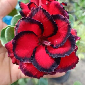 Red Dragon