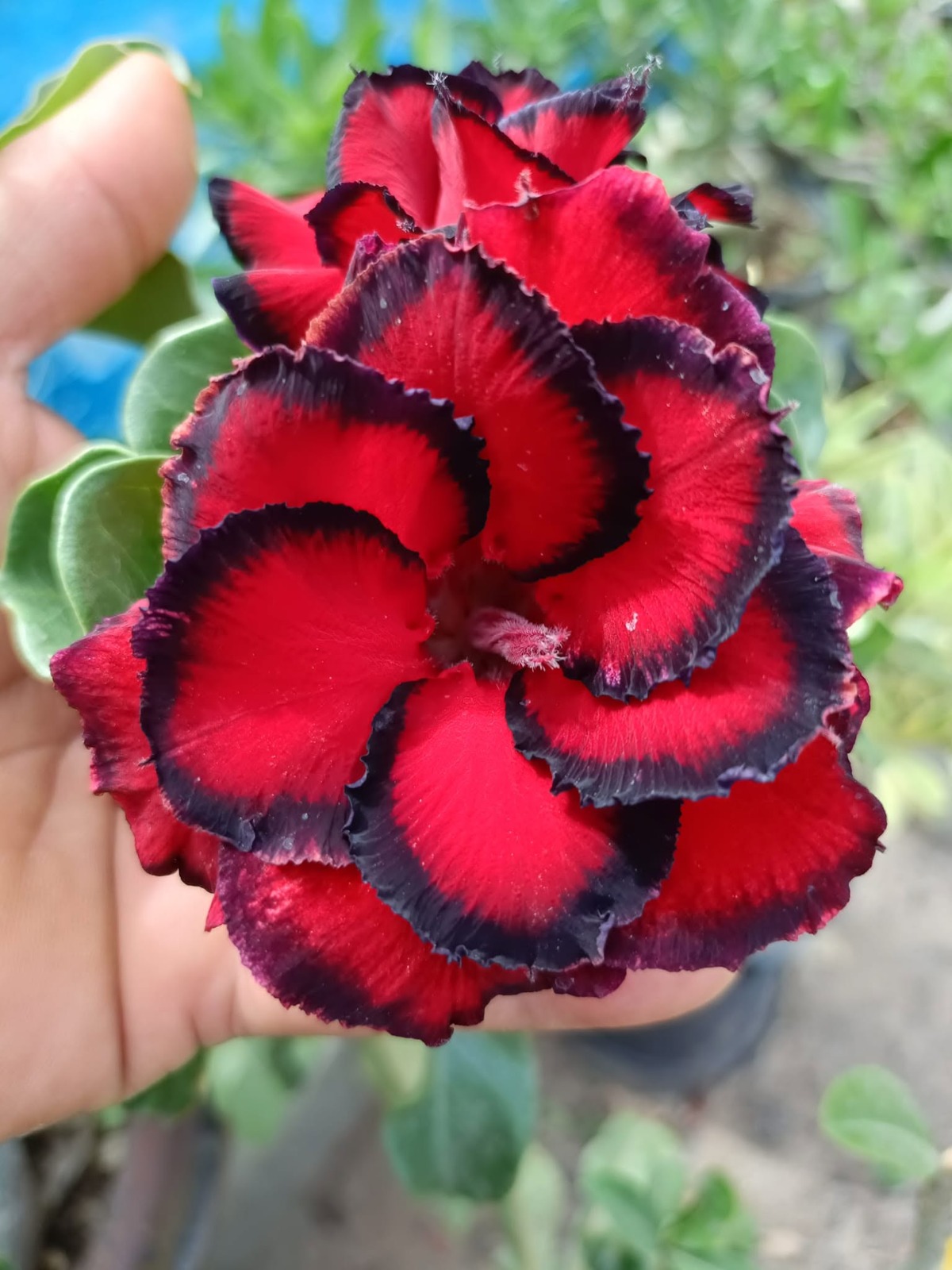 Red Dragon